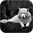 Animals HD Wallpapers