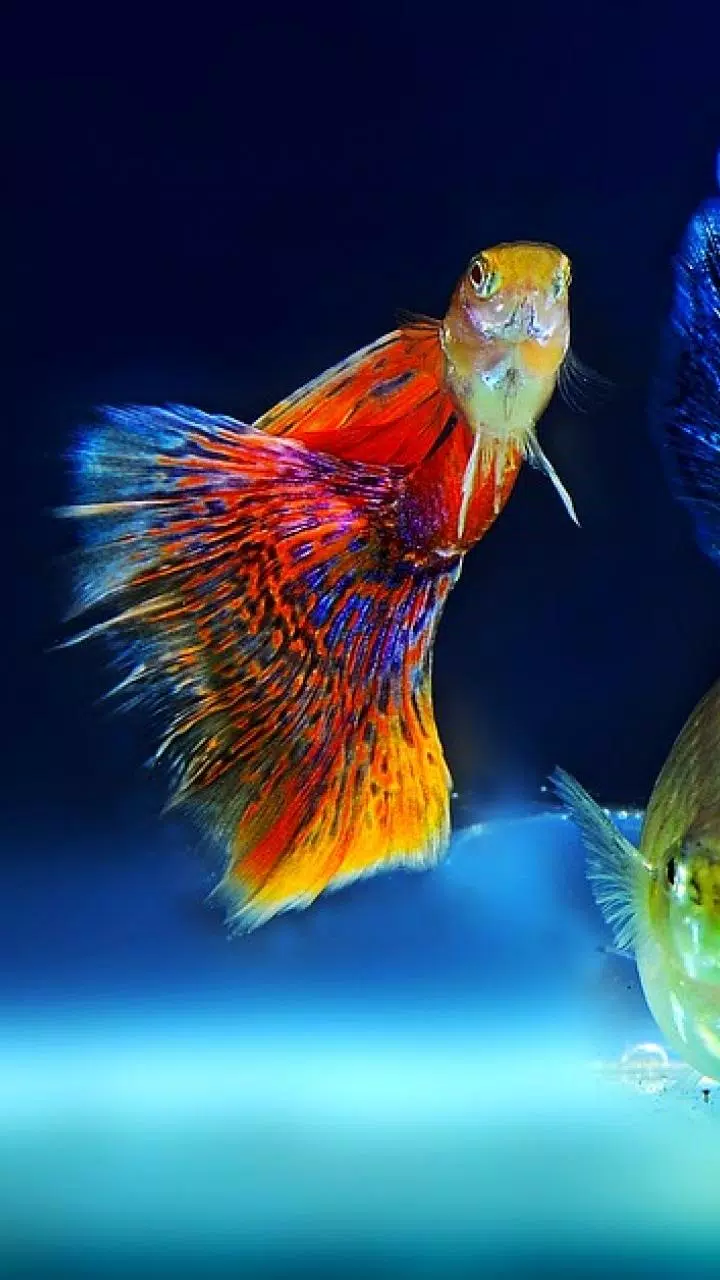 Aquarium HD Wallpapers APK pour Android Télécharger Aquarium HD Wallpapers APK pour Android Télécharger