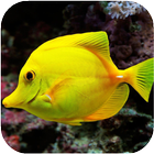 Fish HD Wallpapers icône