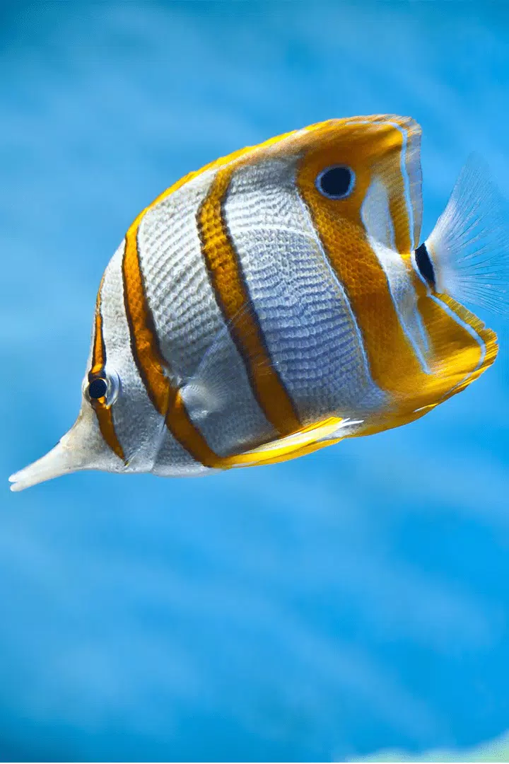Fish HD Wallpapers APK pour Android Télécharger Fish HD Wallpapers APK pour Android Télécharger