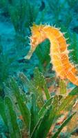 1 Schermata Fish HD Wallpapers