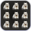 Pets Dogs Pattern Lock Screen