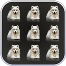 Pets Dogs Pattern Lock Screen APK
