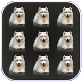 Pets Dogs Pattern Lock Screen biểu tượng