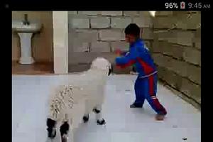 Bakra Eid Funny Videos capture d'écran 2