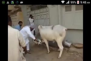 Bakra Eid Funny Videos capture d'écran 3