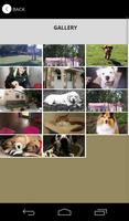 Hurworth Burn Luxury Pet Hotel screenshot 3