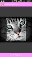 برنامه‌نما Cat Wallpapers HD عکس از صفحه