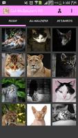 Cat Wallpapers HD Affiche