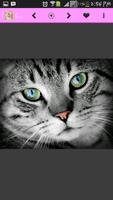 برنامه‌نما Cat Wallpapers HD عکس از صفحه