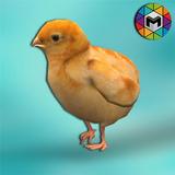 Chick Simulator icône