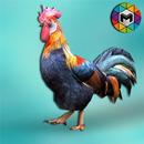 Rooster Simulator-APK