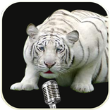 Talking Tiger Don