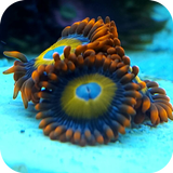 Acuario Marino أيقونة