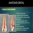 Anatomia Dental- Endodoncia