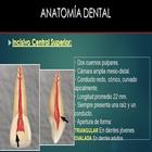 Anatomia Dental- Endodoncia icône