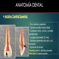 Anatomia Dental- Endodoncia Ekran Görüntüsü 1