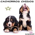 PUPPIES CHIDOS