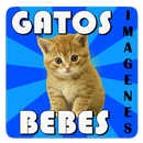 Gatos bebes - Imagenes APK