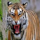 آیکون‌ Tiger Roar