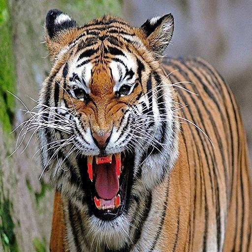 Tiger roar