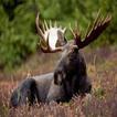 Moose Call