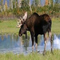 Moose Call plakat