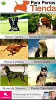 Perros y sus Razas โปสเตอร์