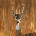 Deer Call