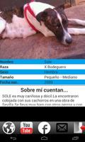 Perro Busca Hogar screenshot 1