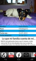 Perro Busca Hogar capture d'écran 2