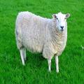 Sheep Sounds