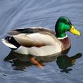 Duck Call