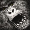 Gorilla Sounds