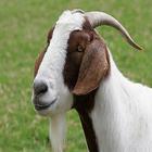 Goat Sounds icône