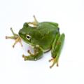 Frog Sounds