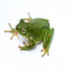 Frog Sounds-icoon