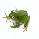 Frog Sounds aplikacja