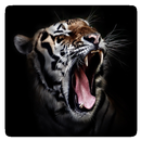 Imagenes de tigres APK