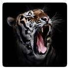 Imagenes de tigres иконка