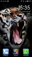 Imagenes de tigres постер