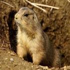 Prairie Dog Sounds icon