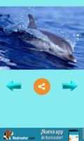 Delfines poster
