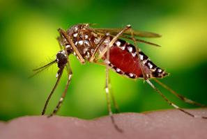 MOSQUITO TIGRE পোস্টার