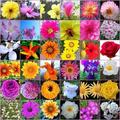 Flores