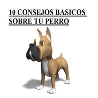 10 consejos sobre tu perro capture d'écran 1