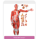 Clasifica Partes del Cuerpo Humano APK