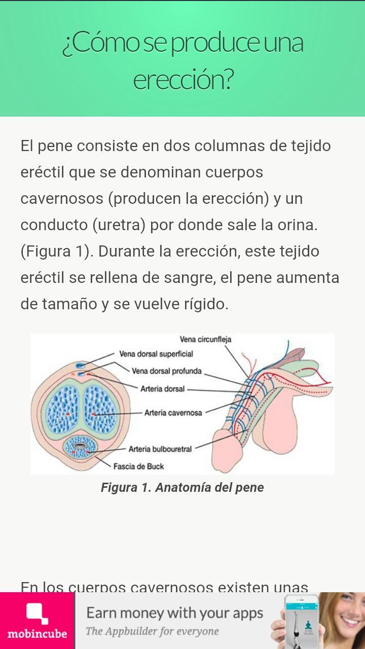 disfunción eréctil de la uretra disfunción eréctil de la uretra