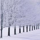 Muhteşem Kış Duvar Kağıtları HD Kalite icône
