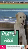 Playas para perros poster